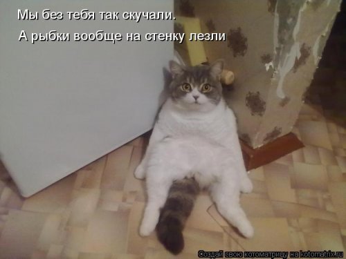 Лучшая котоматрица недели Лучшая котоматрица недели позитив,смешные картинки,юмор