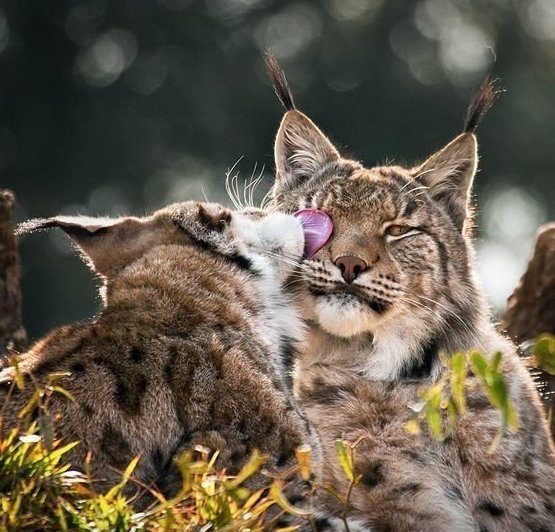 Мамочки и их детки Мамочки и их детки