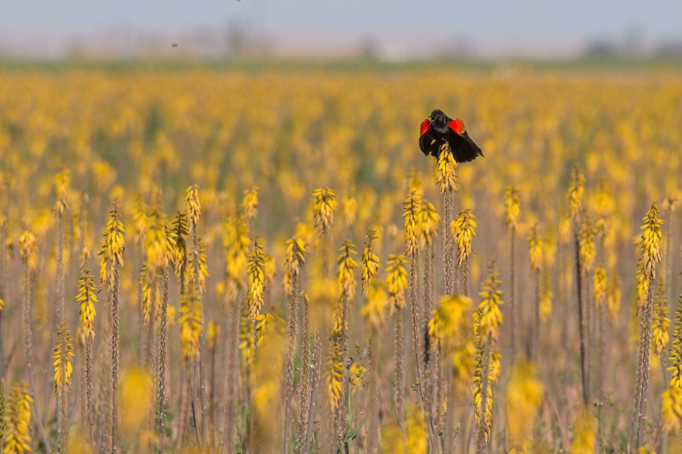 Птичий конкурс Audubon Photography Awards 2021 Audubon, Photography, семейства, птица, Timmis, Северной, птицами, крыльев, хохлатый, Длина, перепел, тетерев, Америки, AwardsБольшая, AwardsАмериканская, меньше, Suriano, Scott, цапля, размах