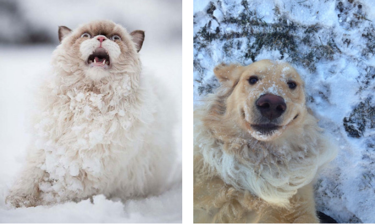 Первый снег: кошки vs собаки 