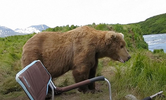 Медведь вышел из леса на берег и сел рядом с рыбаком. Мужчина незаметно достал камеру и стал снимать рядом, спокойно, вышел, Рыбак, увидел, рыбаком, Хортон, взволнованным, словно, посидел, постоял, границы, охраняющим, Мужчина, выглядел, сегодня, совершенно, заповедника Медведь, крупного, окраину