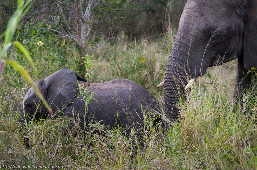 Беззащитные гиганты Беззащитные гиганты