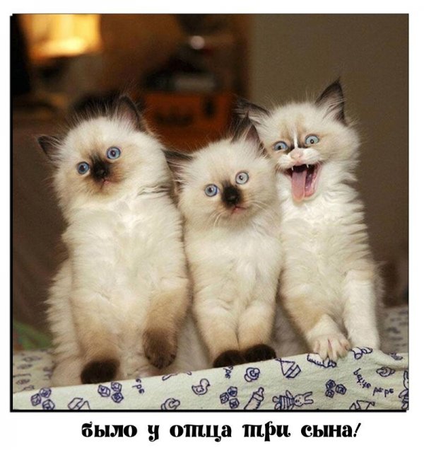 ÐšÐ¸Ñ-ÐºÐ¸Ñ- ÑŽÐ¼Ð¾Ñ€