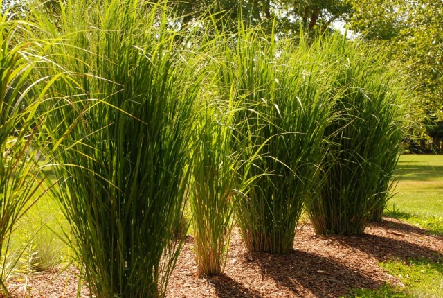 Просо прутьевидное, или просо веничное (Panicum virgatum)