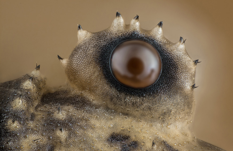 Глаз сенокосца из класса паукообразных