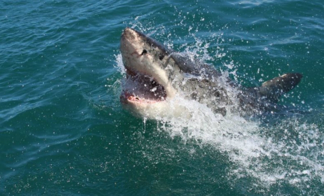 Большая белая акула нацелилась на женщину, но на защиту пришел муж владеющий боксом