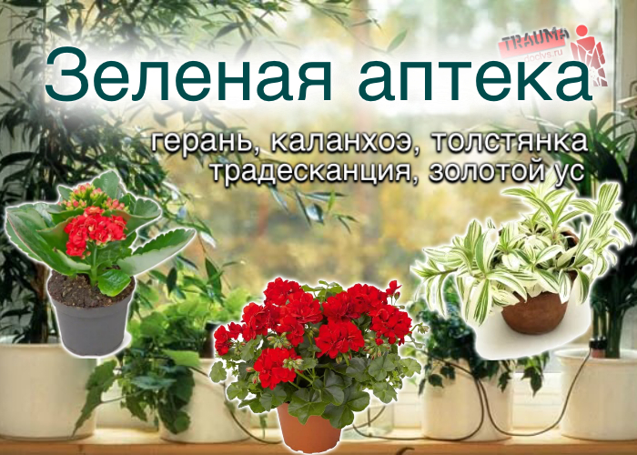 Зеленая аптека: герань; каланхоэ; толстянка; традесканция; золотой ус здоровье,комнатные растения,лекарственные растения