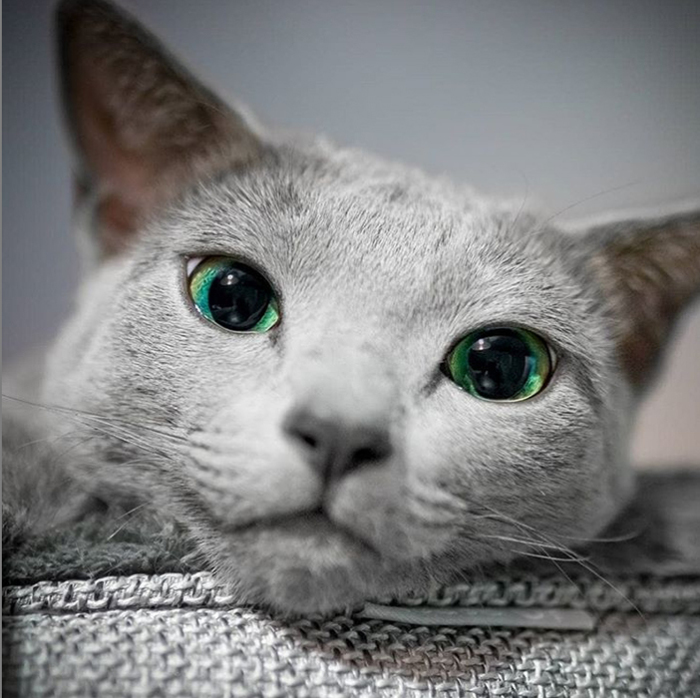 Русские голубые кошки с самыми гипнотическими зелеными глазами в мире зверюшки,кошки