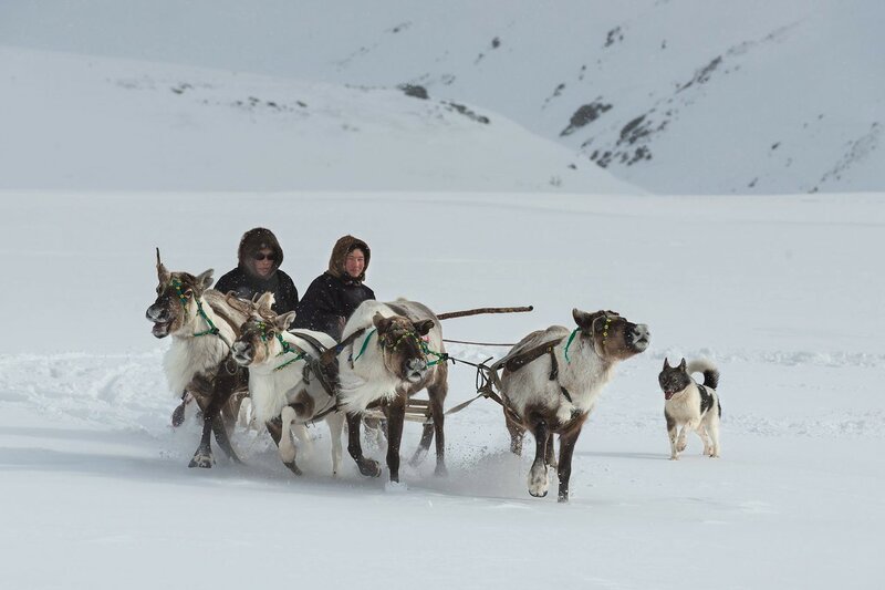Кусочек красивой зимы с оленями Кусочек красивой зимы с оленями