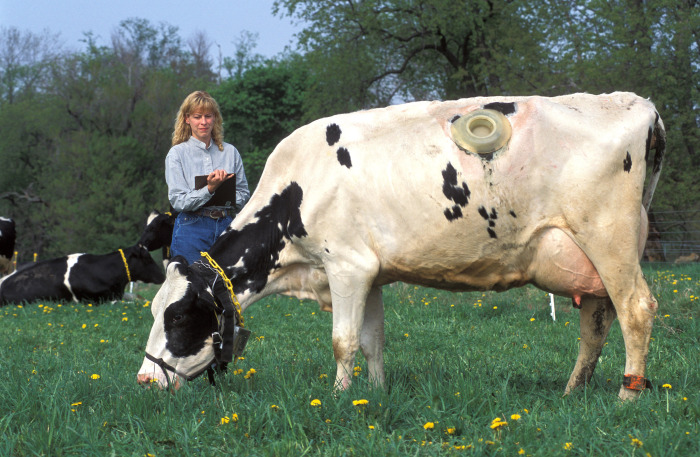 Зачем в Европе коровам делают дырки в боках<br /><br />Часто коров фотографируют с открытыми фистулами, но в действительности клапан закрыт большую часть времени.<br /><p class=