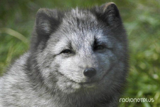 Эти смешные животные Эти смешные животные