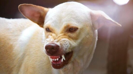 Смертельное оружие в неумелых руках: 10 самых опасных пород собак в России