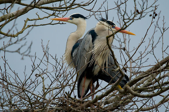 Цапли Стамбула