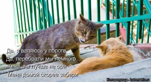 Самые прикольные котоматрицы за прошедшую неделю 