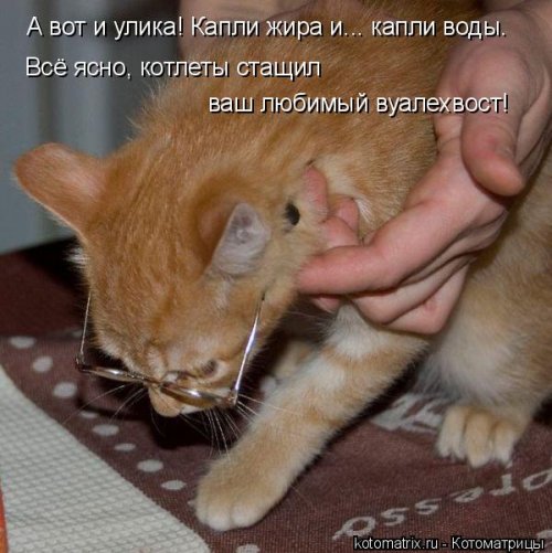 Лучшая котоматрица недели Лучшая котоматрица недели позитив,смешные картинки,юмор