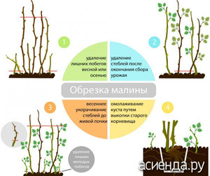 Малинник после плодоношения, что надо сделать