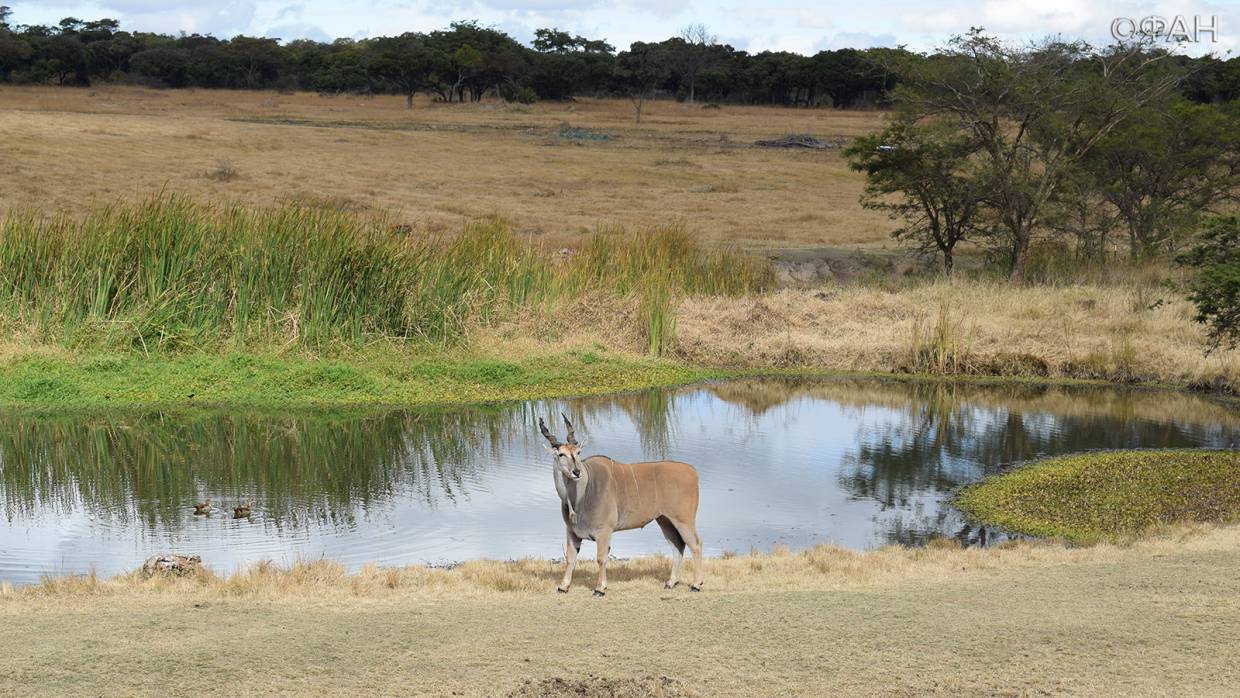 Министр животноводства ЦАР проконтролировал строительство скотобойни в Бамбари