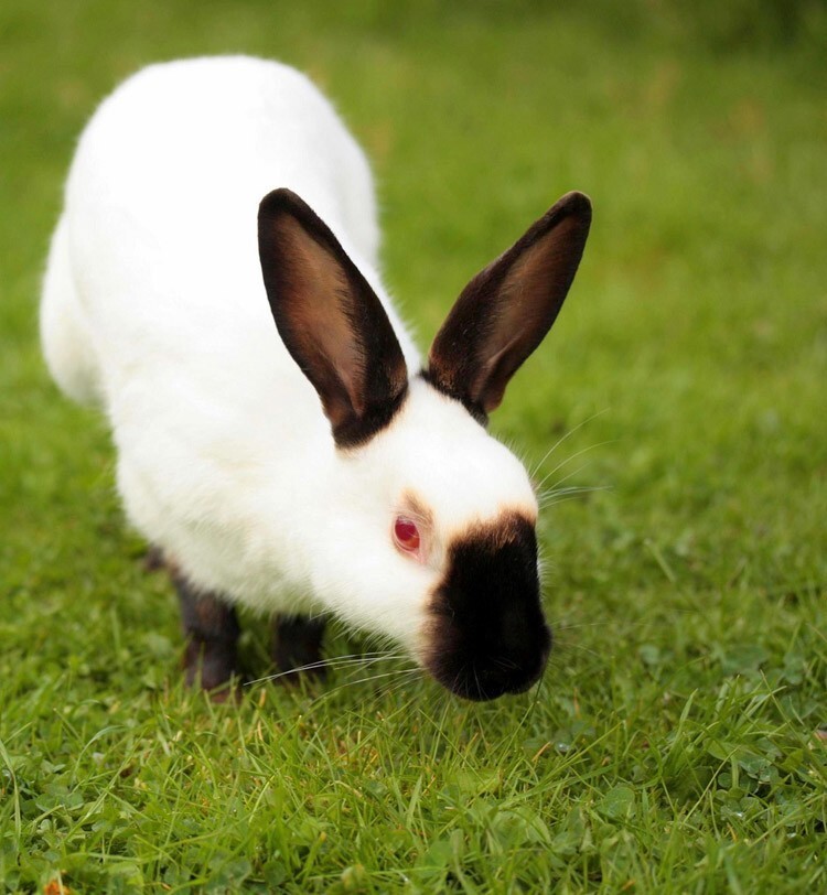 25 милейших кроликов и факты о них кроликов, более, кролики, кроликиИсточник, метра, живут, которые, Америке, Северной, pinimgcomВ, всего, рекорд, pinimgcomКролики, очень, могут, скоростью, кроличьих, pinimgcomИсточник, чтобы, голову