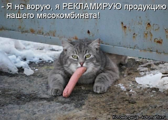 Самые смешные котоматрицы за прошедшую неделю