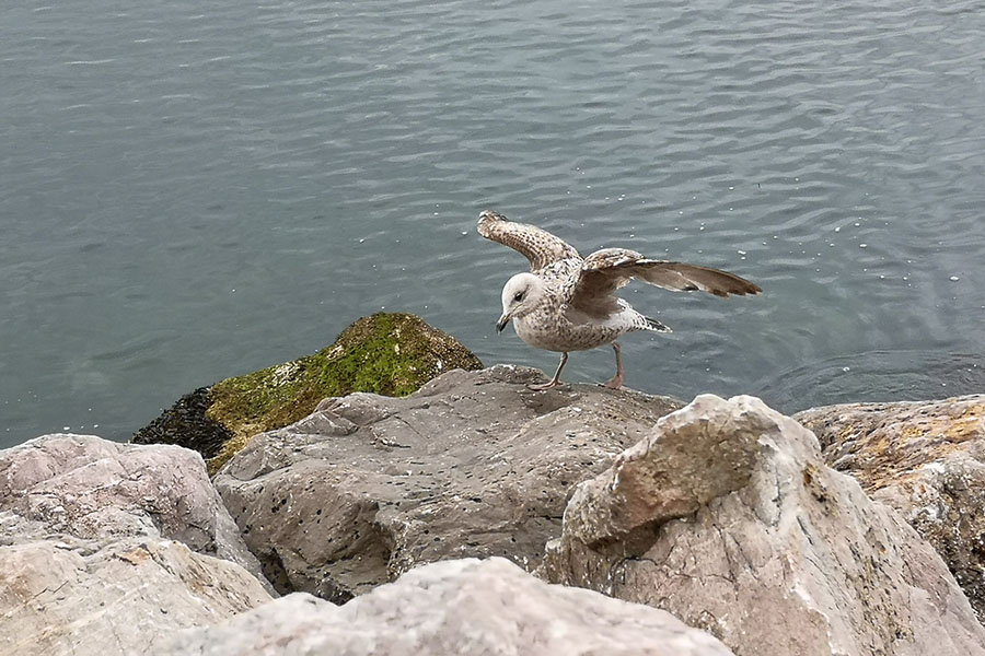 Ради чего стоит побывать в городке Баббакомб (Babbacombe)