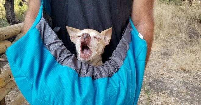 Пес в сумке