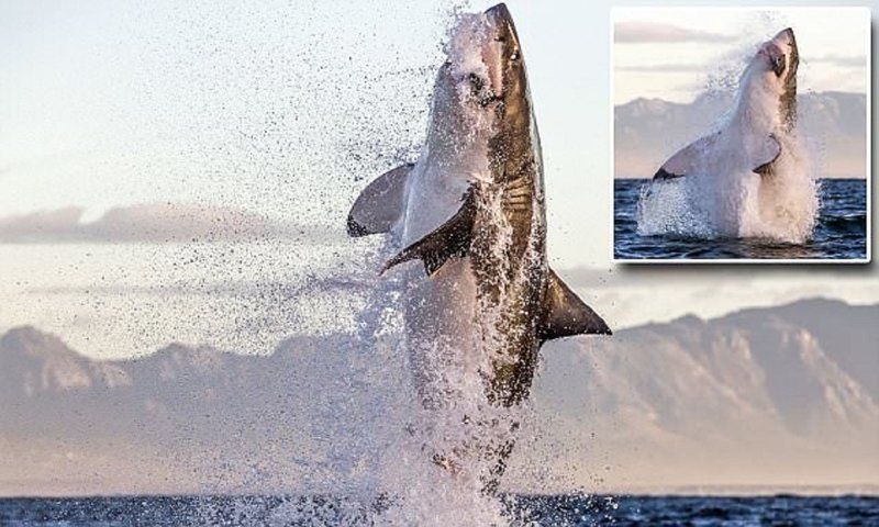 Акула в полете: невероятные снимки, сделанные фотографом-анималистом Большая белая акула, животные, охота в океане, тюлени, уникальные кадры, фотограф, фотографии, хищники
