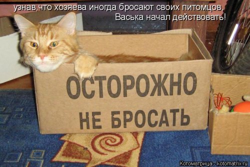 Новая котоматрица для настроения (20 фото)