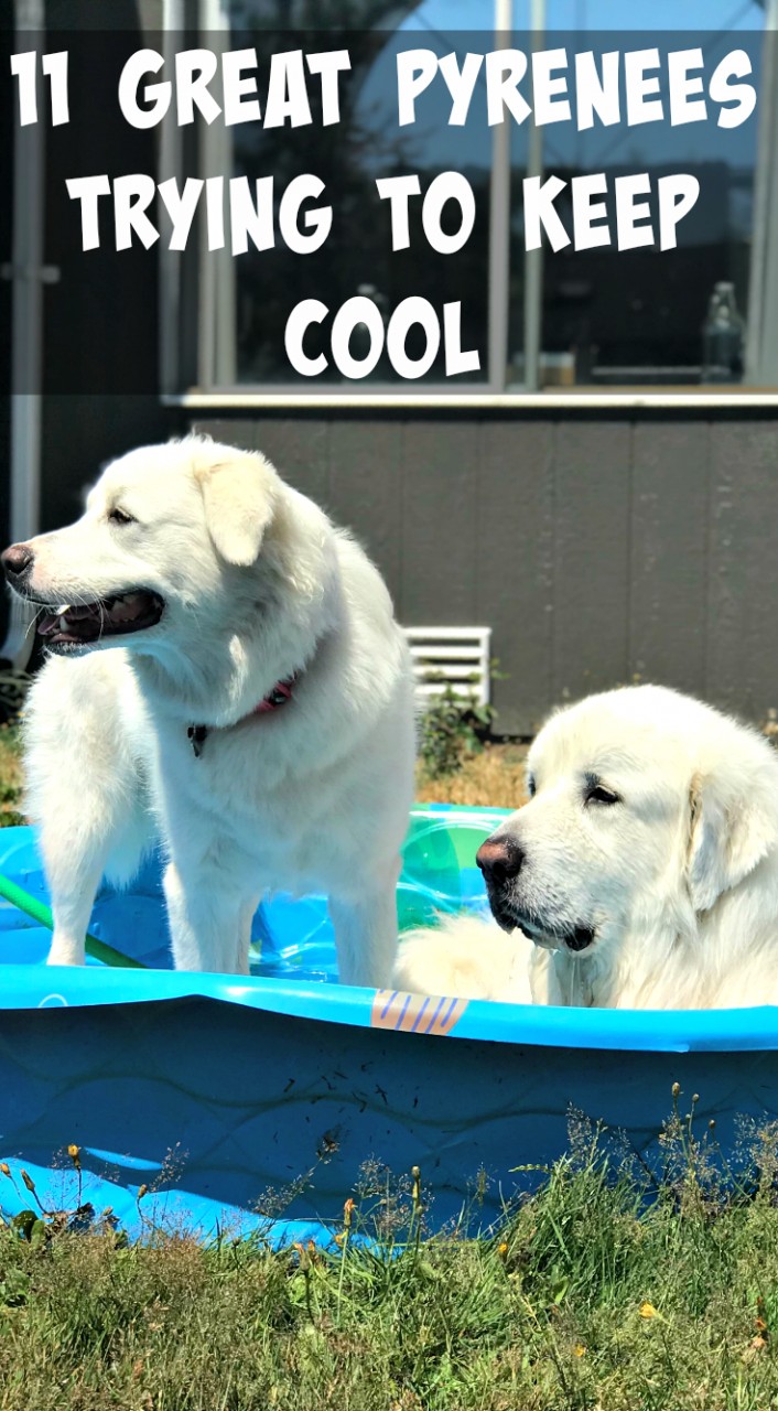 Summer can be rough, you guys. Even though we're in the PNW, we've had quite the heat this year. Here's how we keep cool, and 11 other Great Pyrenees trying to keep cool | It's Dog or Nothing