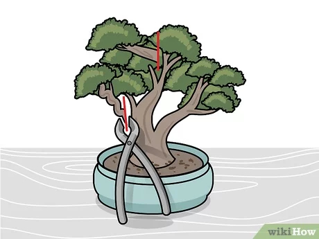Step 2 Обрежьте большие торчащие ветви.