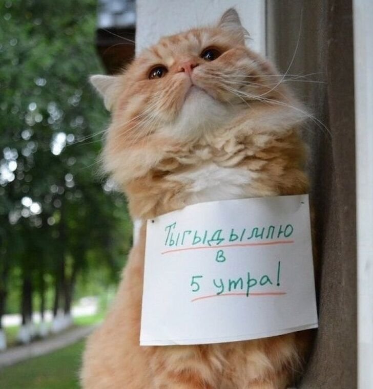 Эти коты неповторимы, они умеют рассмешить Эти коты неповторимы, они умеют рассмешить картинки