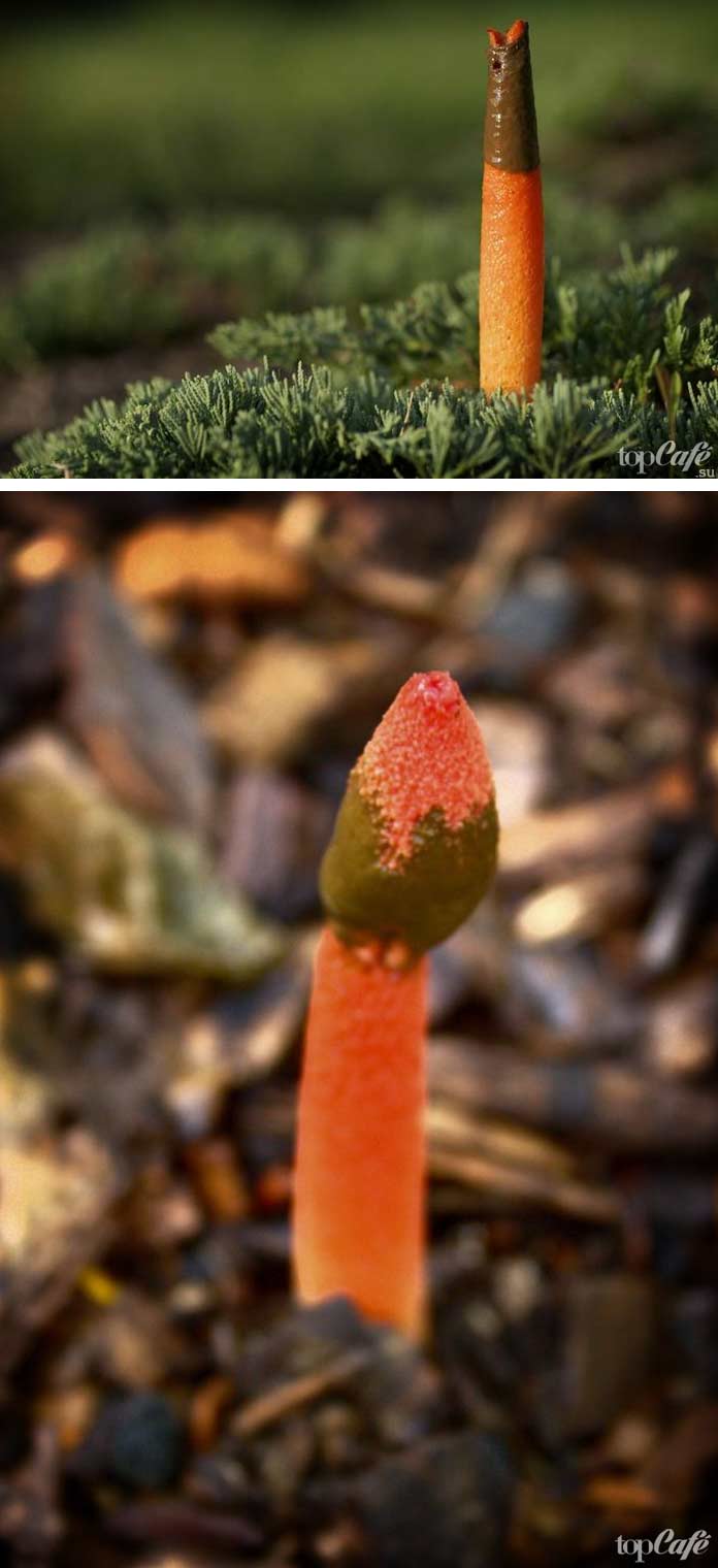 Фото редких и необычных грибов: Mutinus caninus