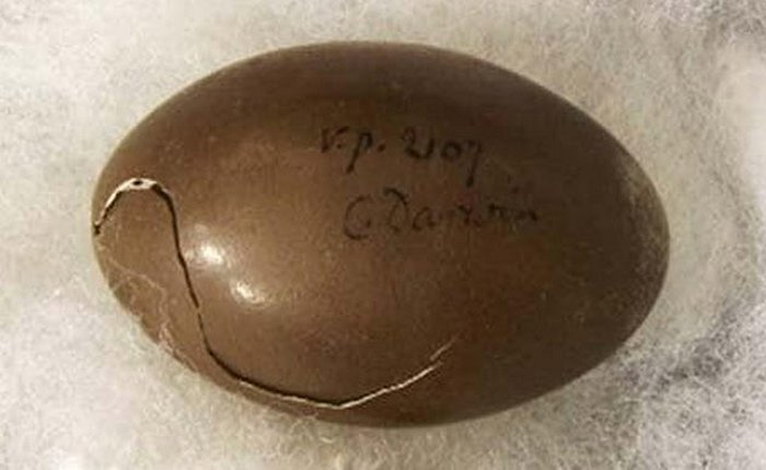 Яйцо, найденное экспедицией Дарвина.