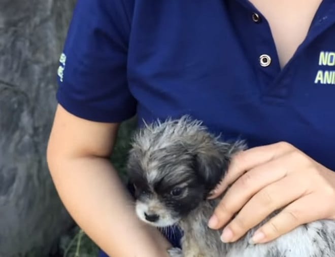 Щенок на руках