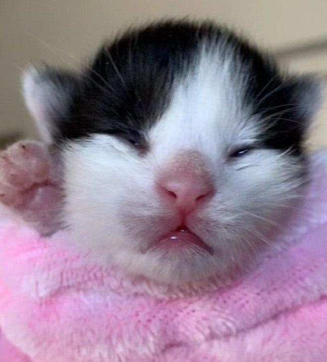 Котенок в полотенце