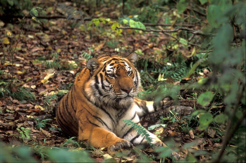 Амурский тигр © Леонид Дубейковский 