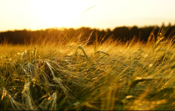 В Крыму погибли 122 гектара зерновых культур