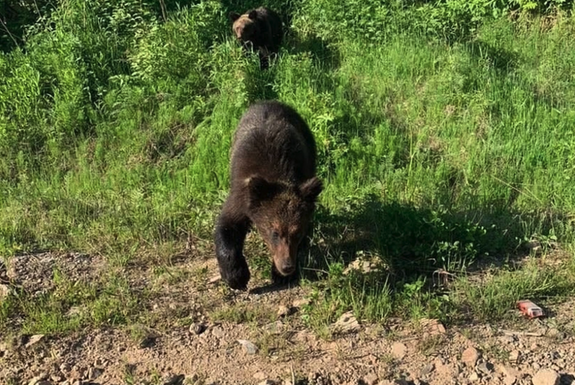 Пропавшего в Хабаровском крае мужчину мог убить медведь