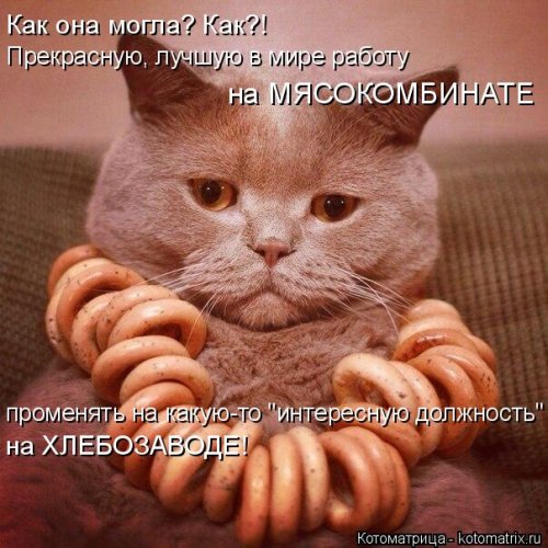 Лучшая котоматрица недели Лучшая котоматрица недели позитив,смешные картинки,юмор