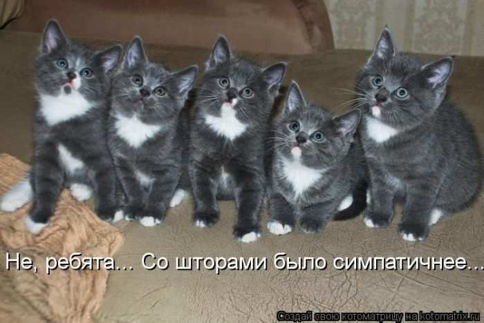 Кошарики :) Кошарики :)