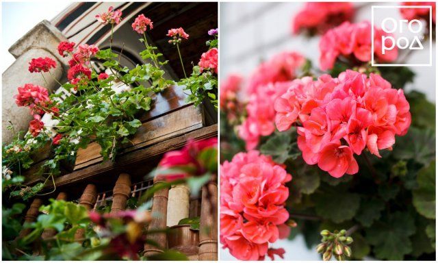 Какие цветы посадить на балконе – список названий с фотоидеями балконе, цветы, растения, растение, балкон, балкона, чтобы, хорошо, поэтому, растений, цветками, цветок, выращивать, этого, открытом, любит, нужно, солнечные, цветами, лучше