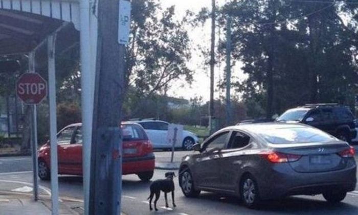 Подборка забавных и веселых картинок для настроения (11 фото)