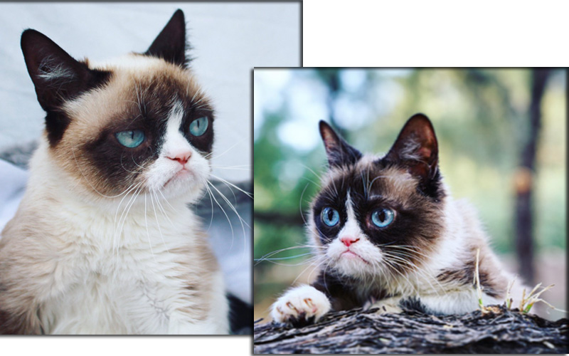 Grumpy Cat