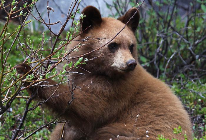 Бурый медведь: краткое описание, масса, размеры. Повадки бурого медведя