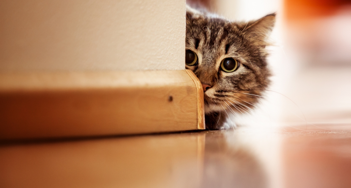 Как защитить обои при ремонте квартиры, где живет кошка