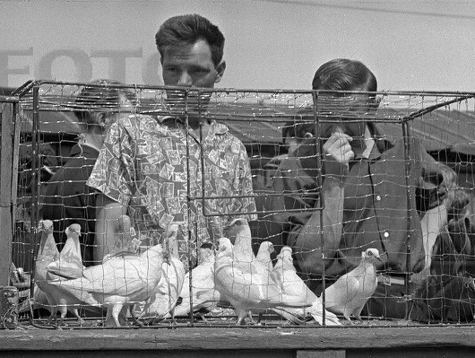 А вы когда-нибудь ели китовое мясо? 