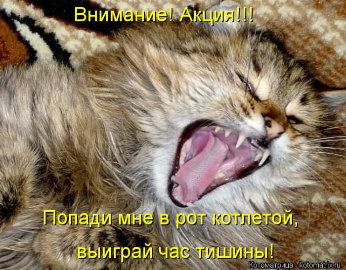 Кошарики :) Кошарики :)