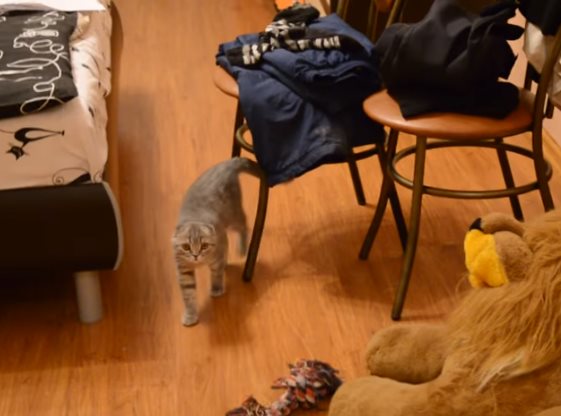 Хозяин ругает кота и пса за бардак! Их реакция бесподобна
