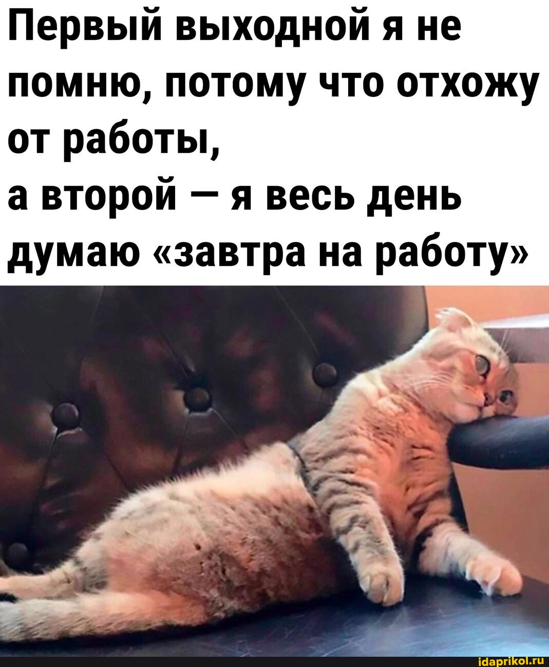 КотоМЕМЫ для хорошего настроения: «Слюни — это слёзы рта…»