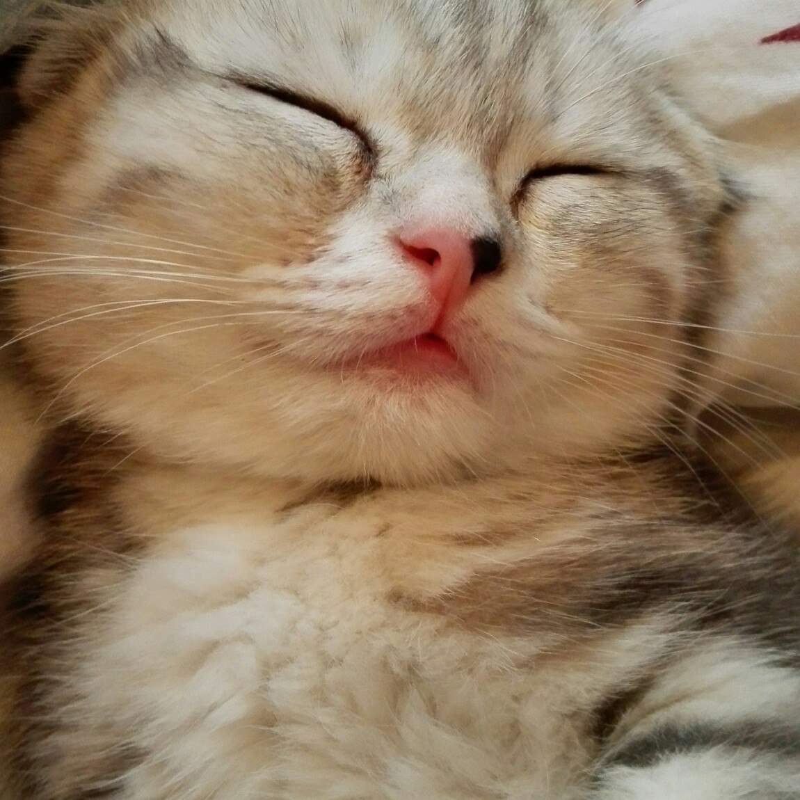 котенок спит