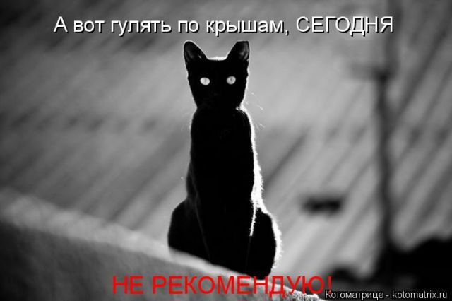 Самые смешные котоматрицы за прошедшую неделю